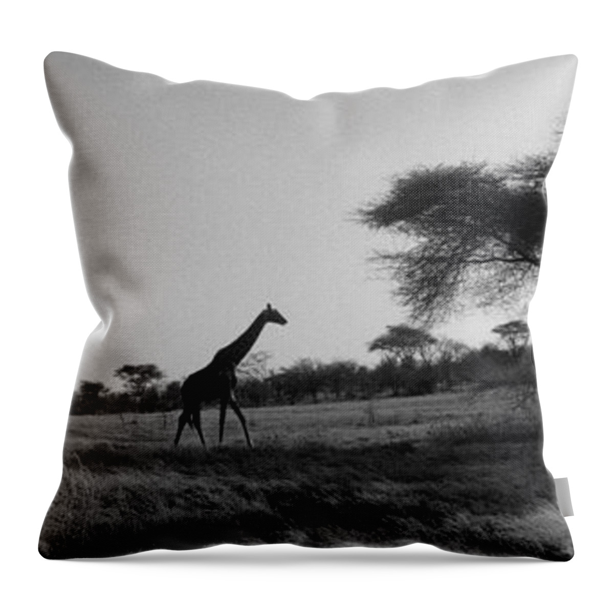 Photography Throw Pillow featuring the photograph Giraffe On The Plains, Kenya, Africa by Panoramic Images