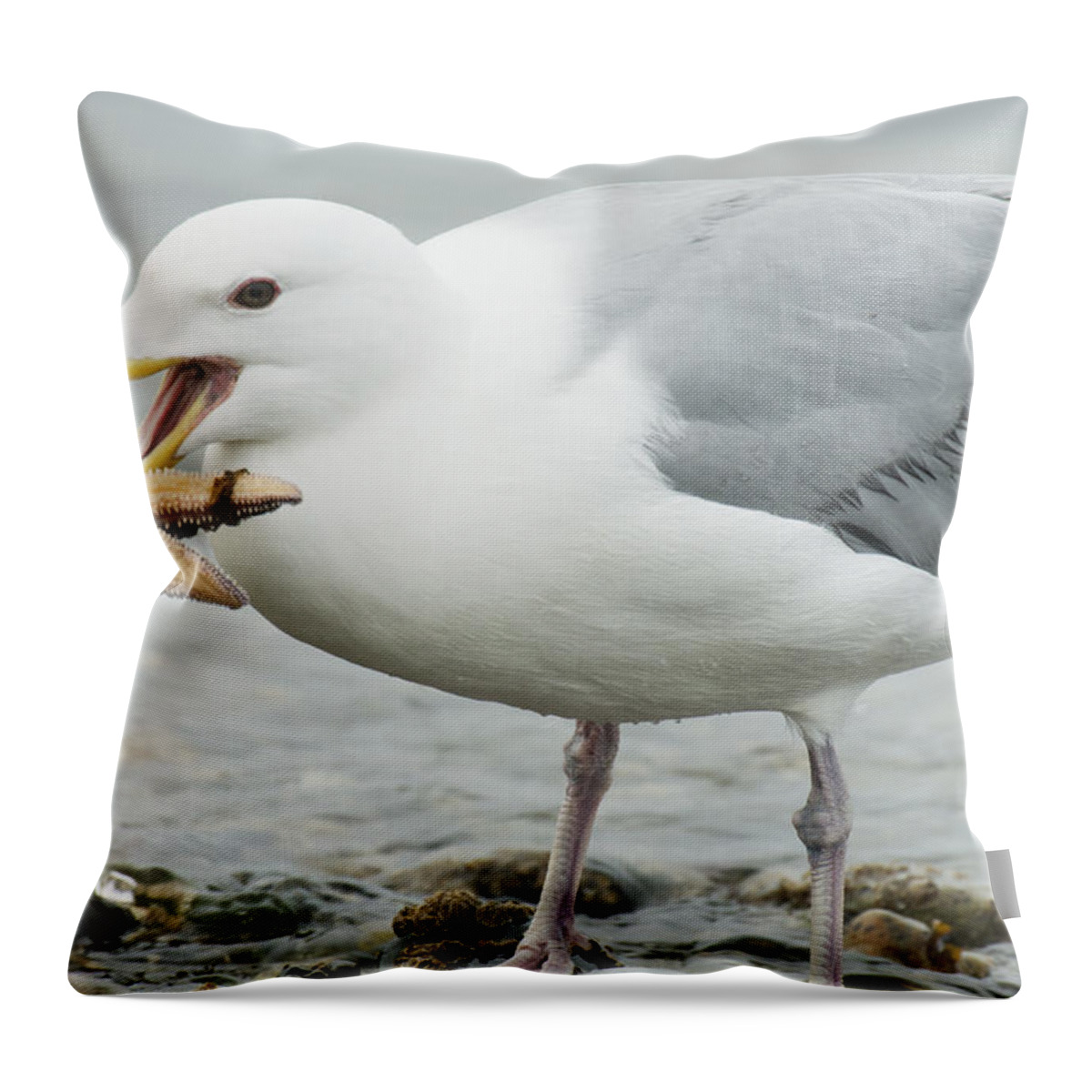 Feb0514 Throw Pillow featuring the photograph Glaucous-winged Gull Eating A Seastar by Kevin Schafer