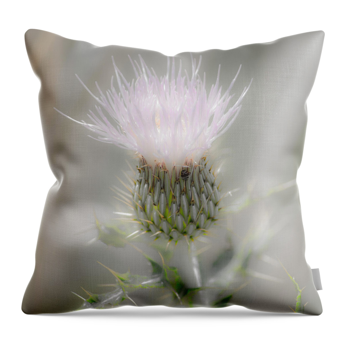 Glimmering Thistle Throw Pillow featuring the photograph Glimmering Thistle by Debra Martz