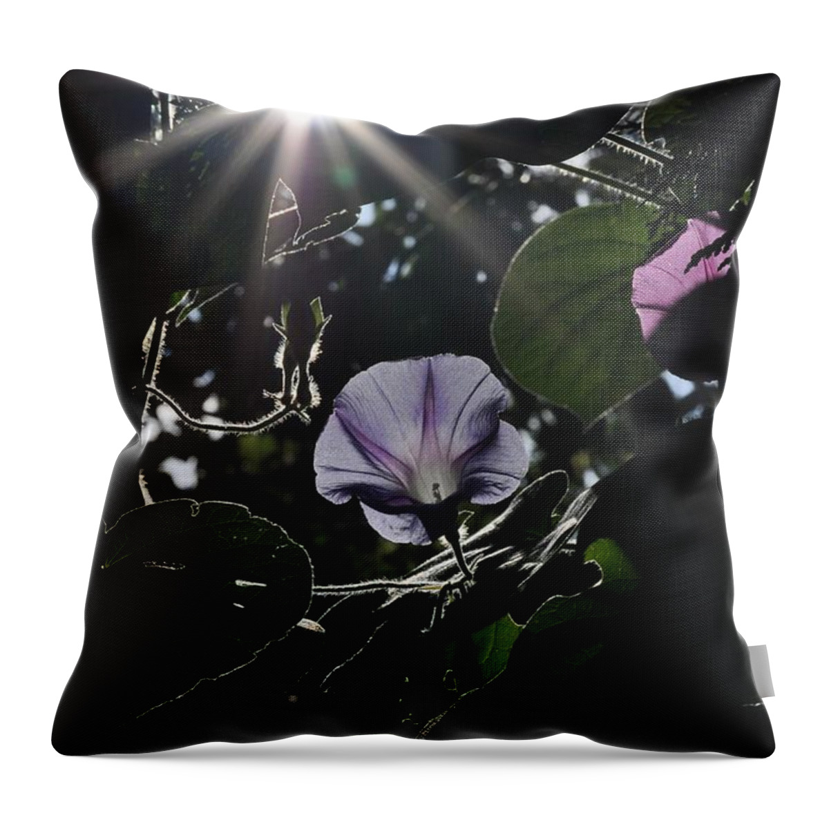 Morning Glory Throw Pillow featuring the photograph Glorious by Cheryl Baxter