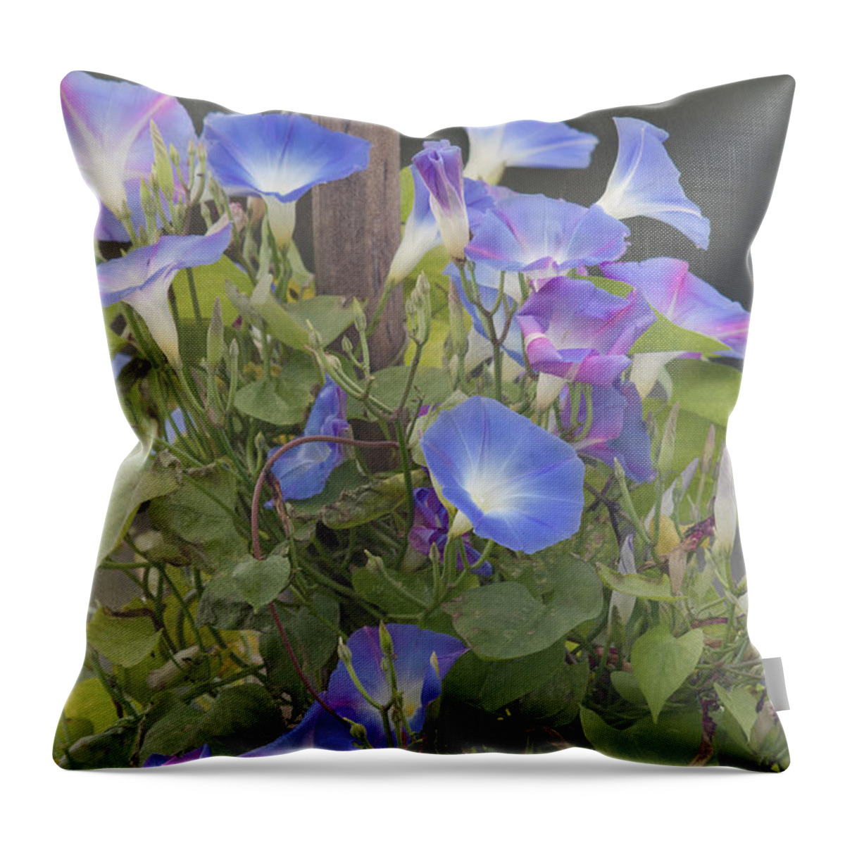 Morning Glory Flower Throw Pillow featuring the photograph Glory in the Morning by Kim Hojnacki