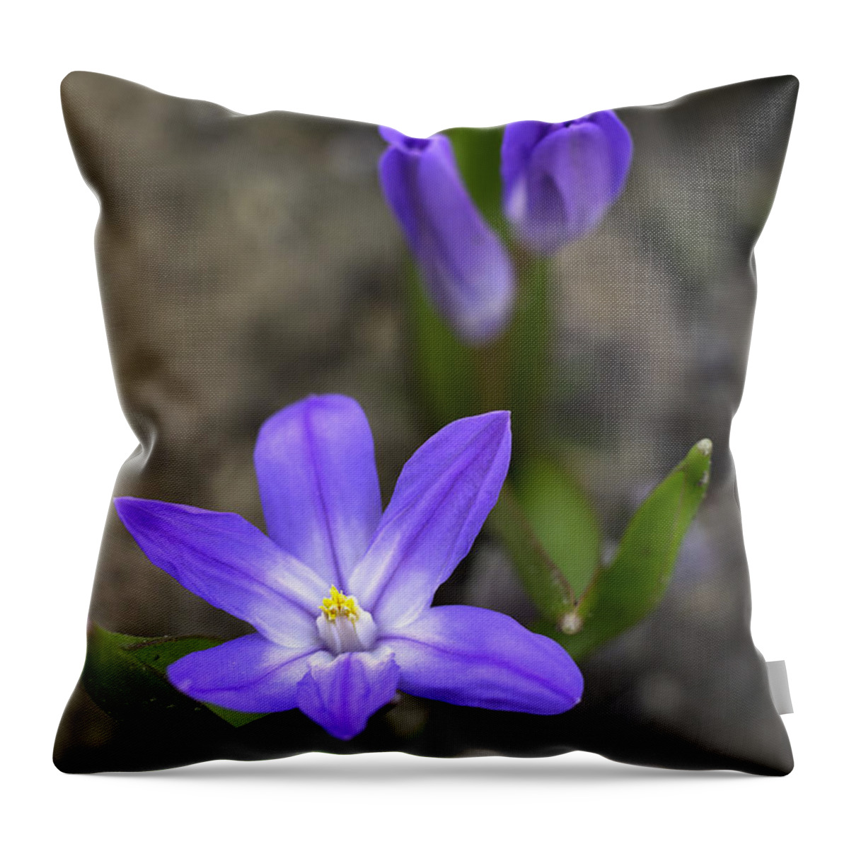 Flowers Throw Pillow featuring the photograph Glory of the Snow by Betty Denise