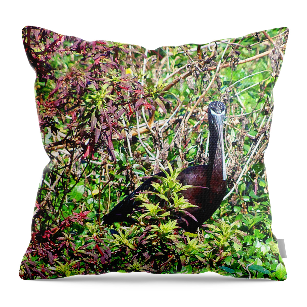 Glossy Ibis Throw Pillow featuring the photograph Glossy Ibis 000 by Christopher Mercer