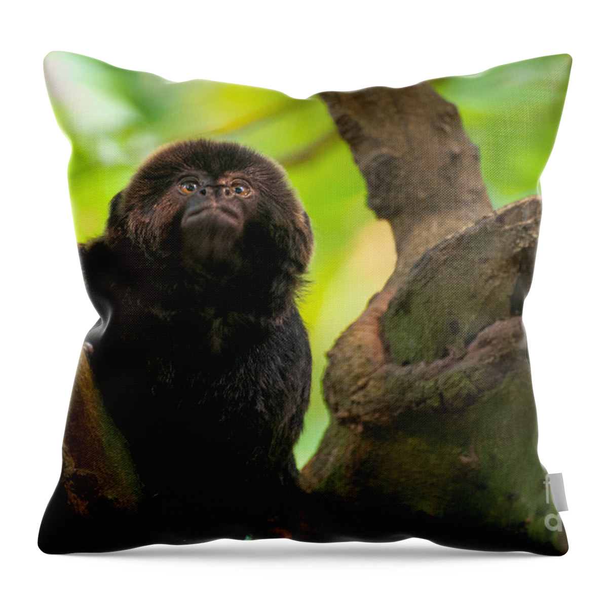 Goeldi's Callimico Throw Pillow featuring the photograph Goeldi's Callimico by Bianca Nadeau