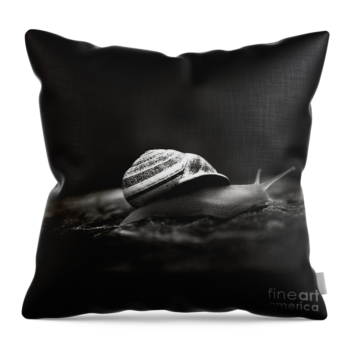 Snail Throw Pillow featuring the photograph Going East by Trish Mistric
