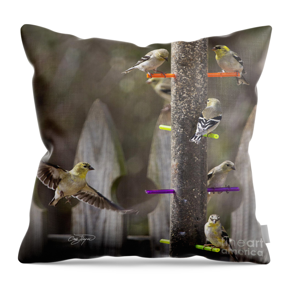 Finch Throw Pillow featuring the photograph Gold Finch Cleared for Landing by Cris Hayes