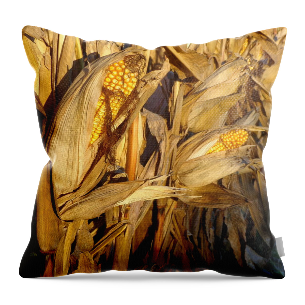 Skompski Throw Pillow featuring the photograph Golden Corn by Joseph Skompski