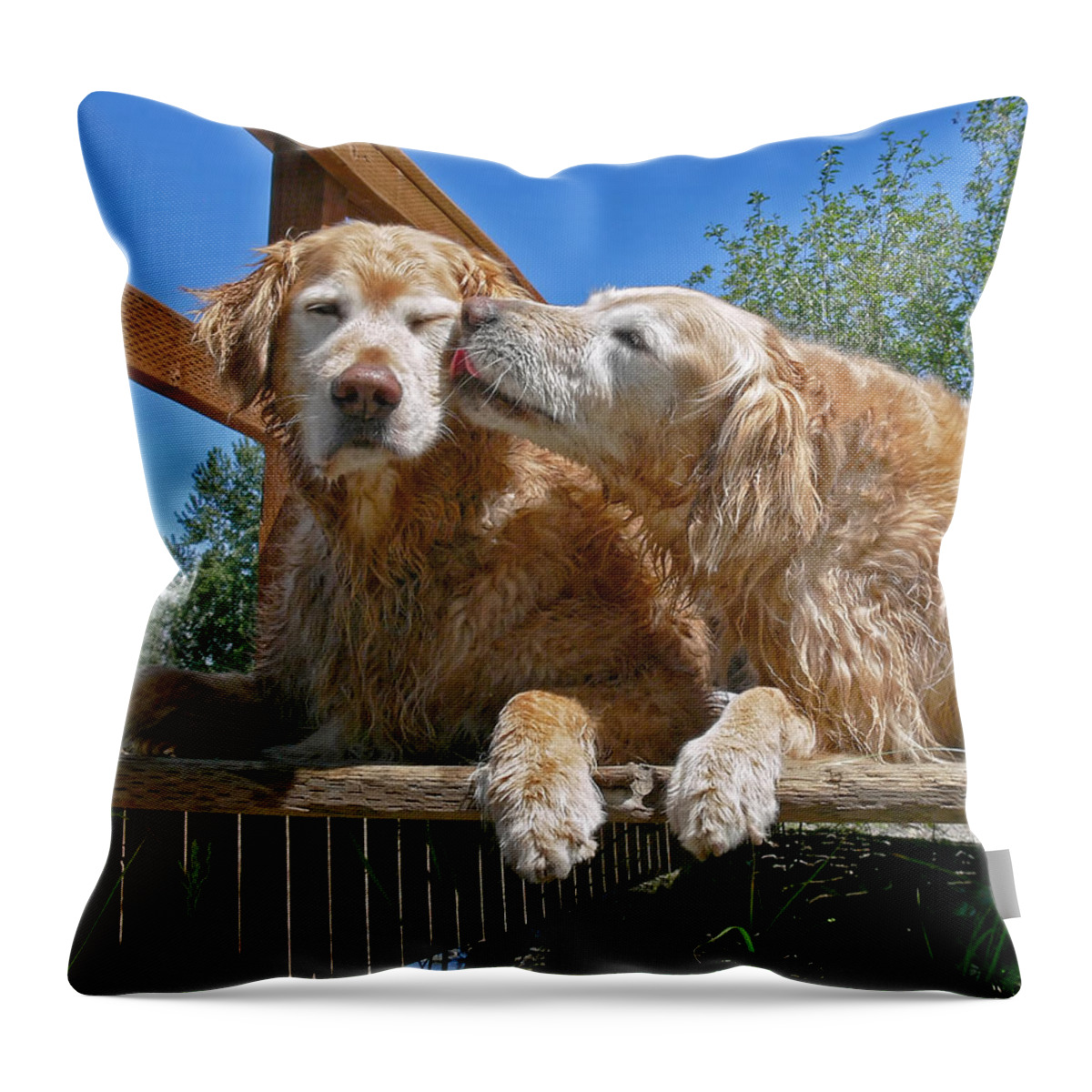 Golden Retriever Throw Pillow featuring the photograph Golden Retriever Dogs The Kiss by Jennie Marie Schell