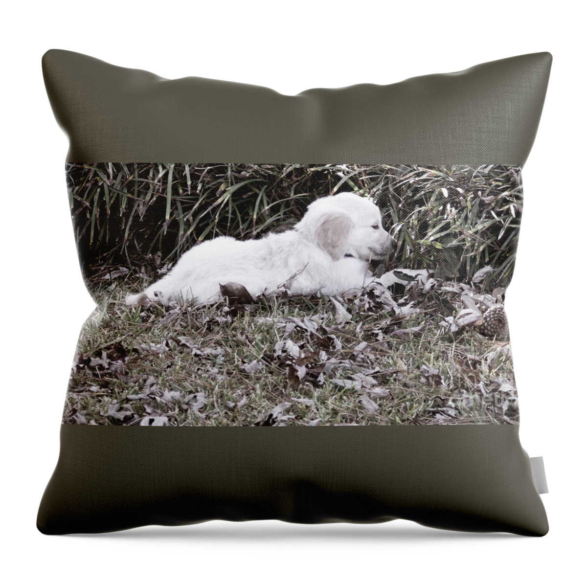 Golden Throw Pillow featuring the photograph Golden Retriever Puppy 2 by Andrea Anderegg