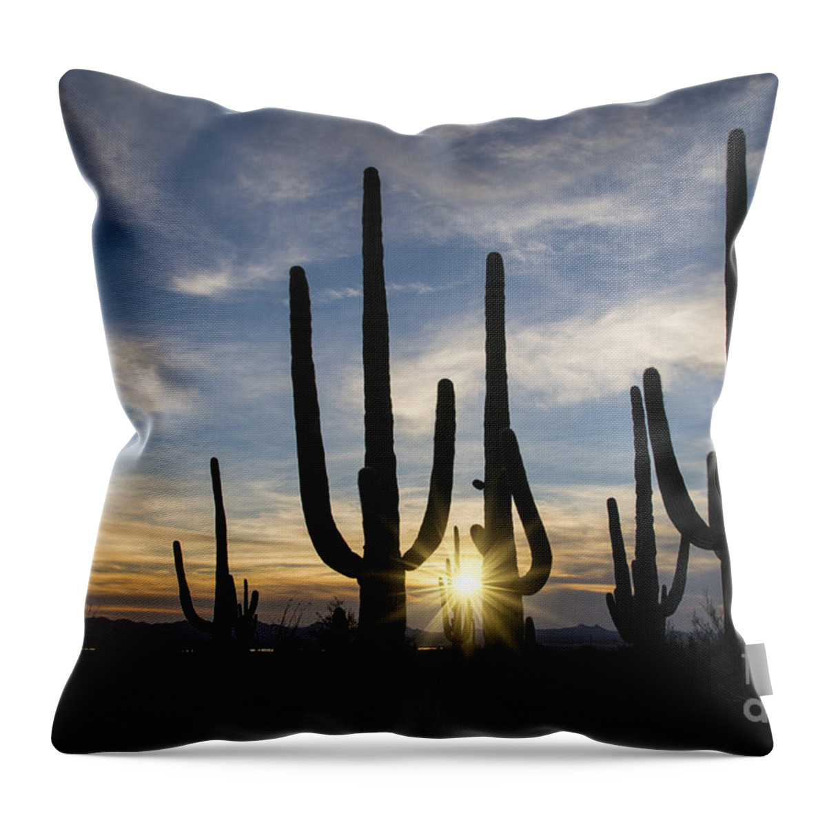 Acrylic Throw Pillow featuring the photograph Golden Sunset - Saguaro National Park by Sandra Bronstein
