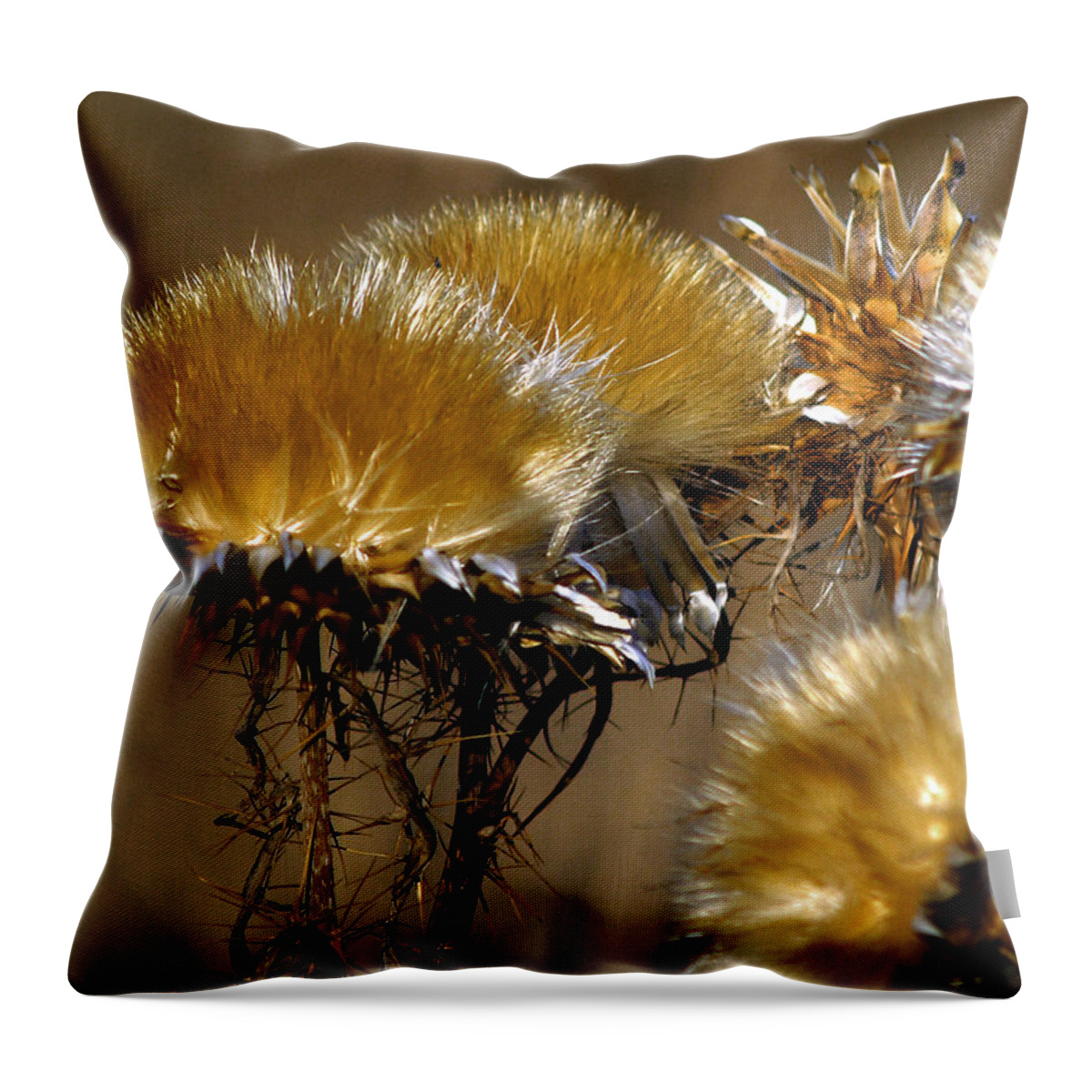Wild Flowers Throw Pillow featuring the photograph Golden Thistle by Bill Gallagher
