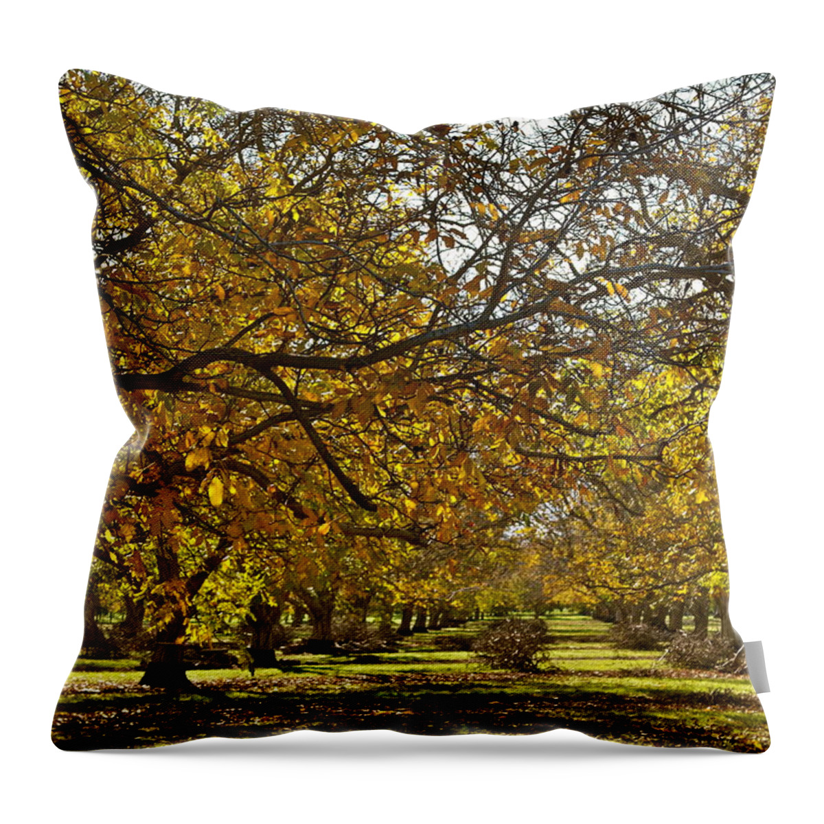 English Walnuts Throw Pillow featuring the photograph Golden Walnut Orchard by Michele Myers