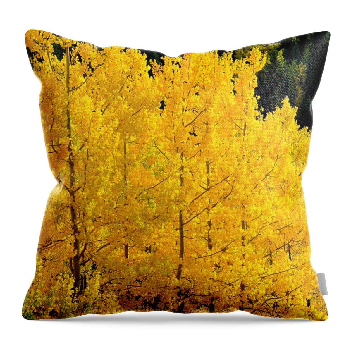 Colorado Throw Pillow featuring the photograph Golden Yellow Aspens by Marilyn Burton
