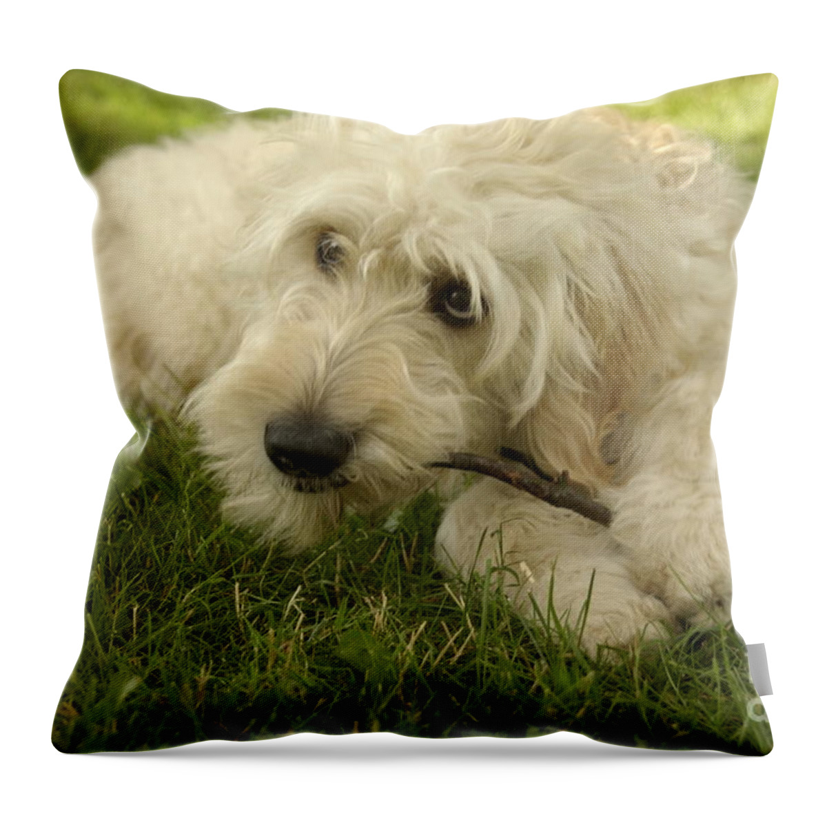 Dog Throw Pillow featuring the photograph Goldendoodle Pup with Stick by Anna Lisa Yoder