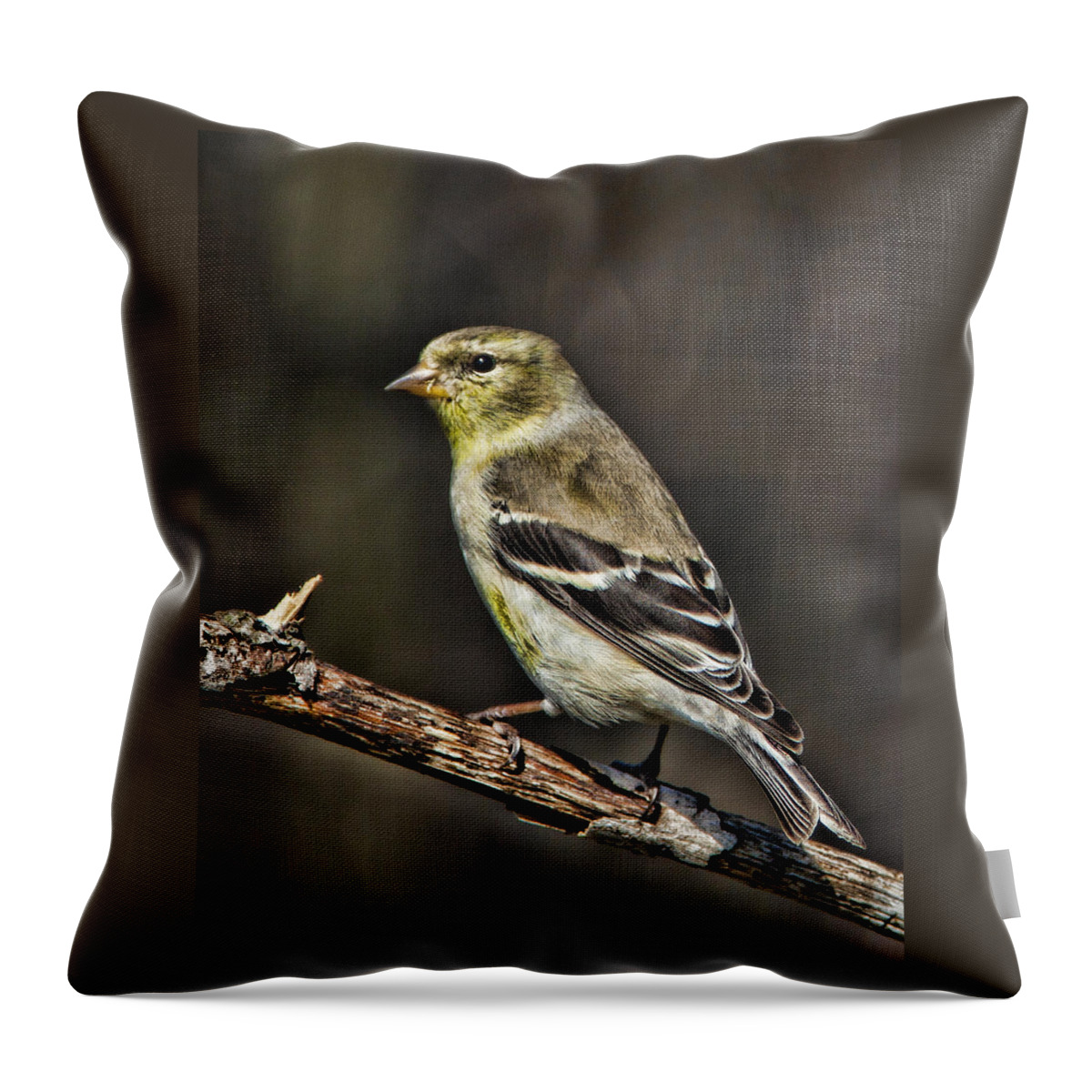 Goldfinch Throw Pillow featuring the photograph Goldfinch by John Crothers