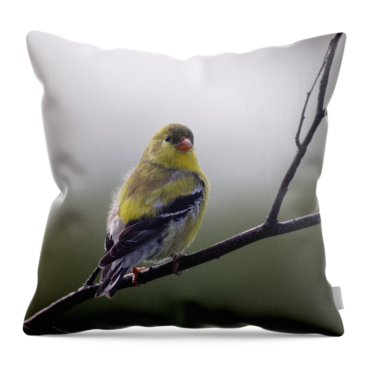 Goldfinch Throw Pillow featuring the photograph Goldfinch molting to breeding colors by Sue Capuano