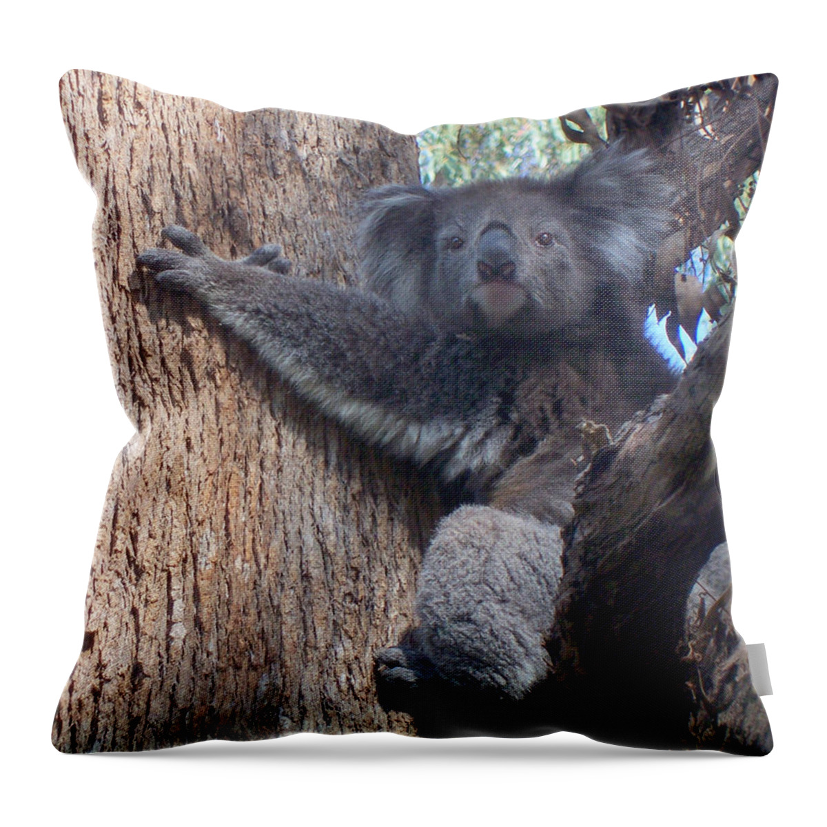 Koala Throw Pillow featuring the photograph Good Morning by Evelyn Tambour