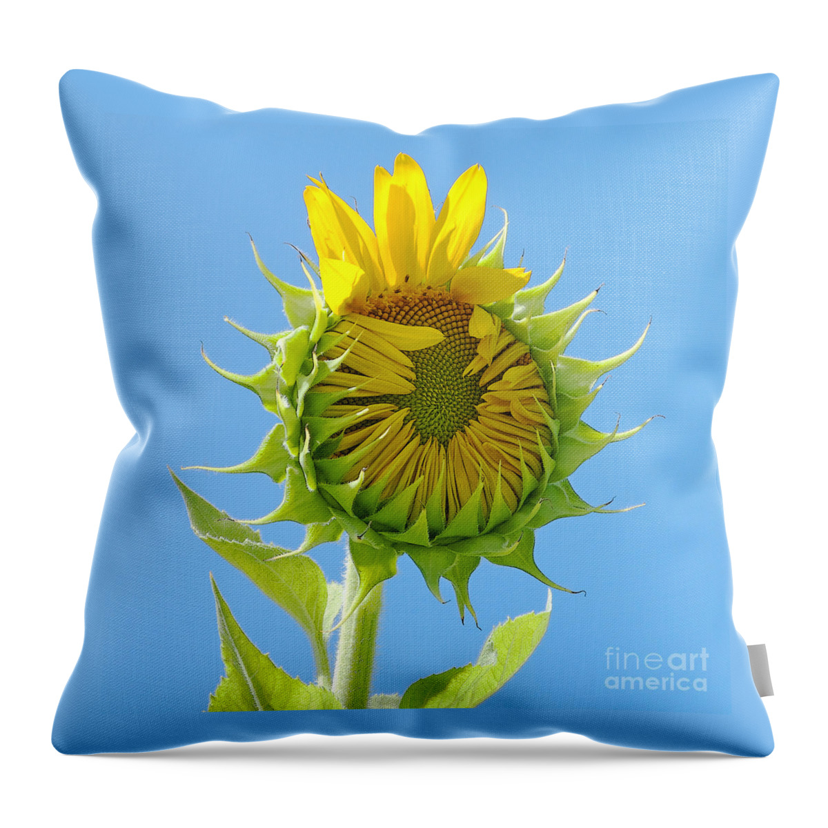 Sunflower Throw Pillow featuring the photograph Good Morning World by Ann Horn