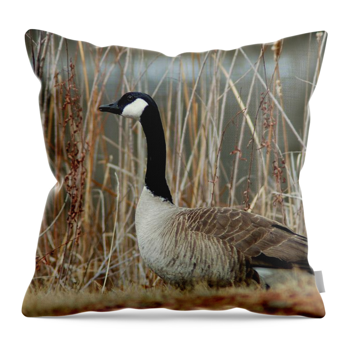 Dakota Throw Pillow featuring the photograph Goosed by Greni Graph