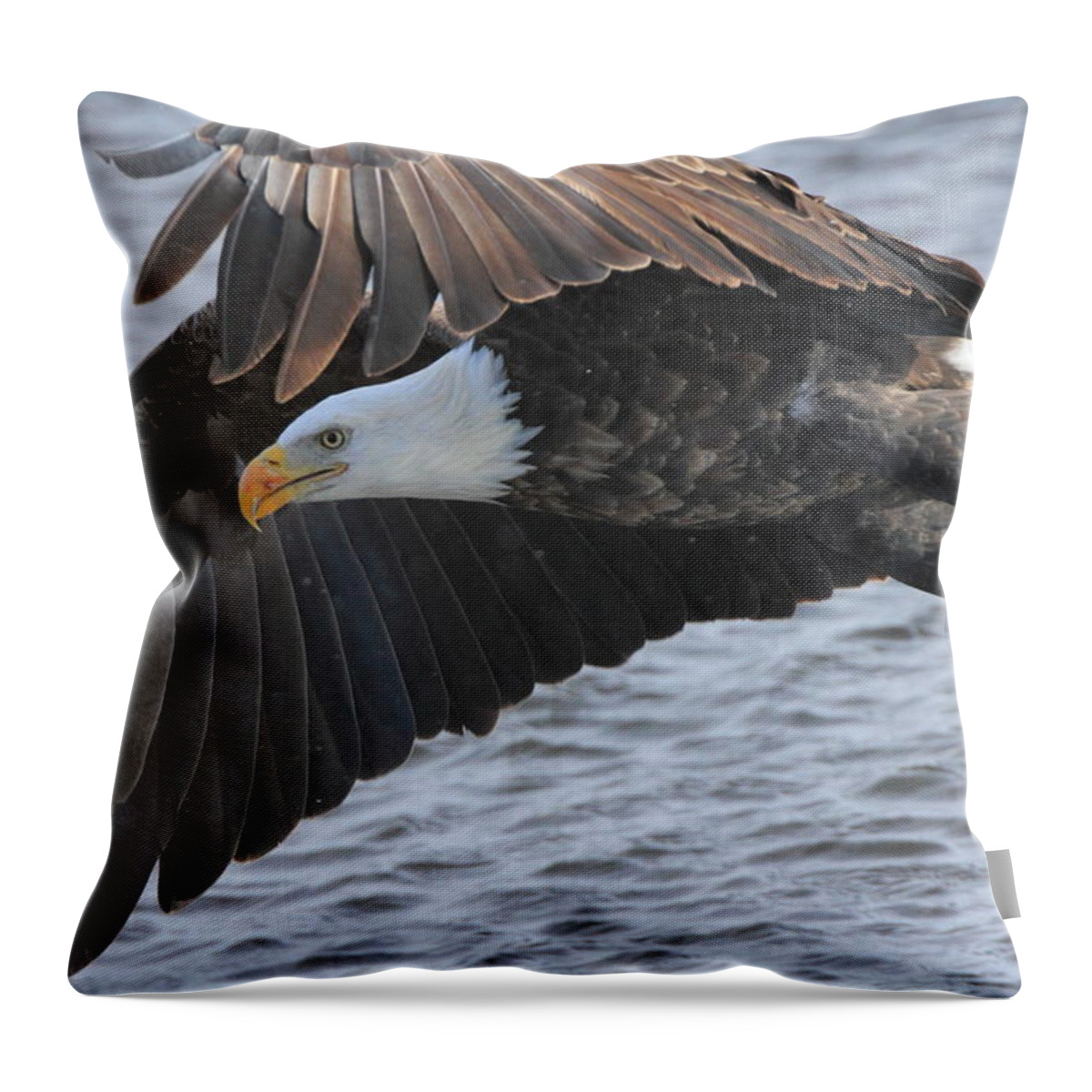 American Bald Eagle Throw Pillow featuring the photograph Got My Eye on You by Coby Cooper