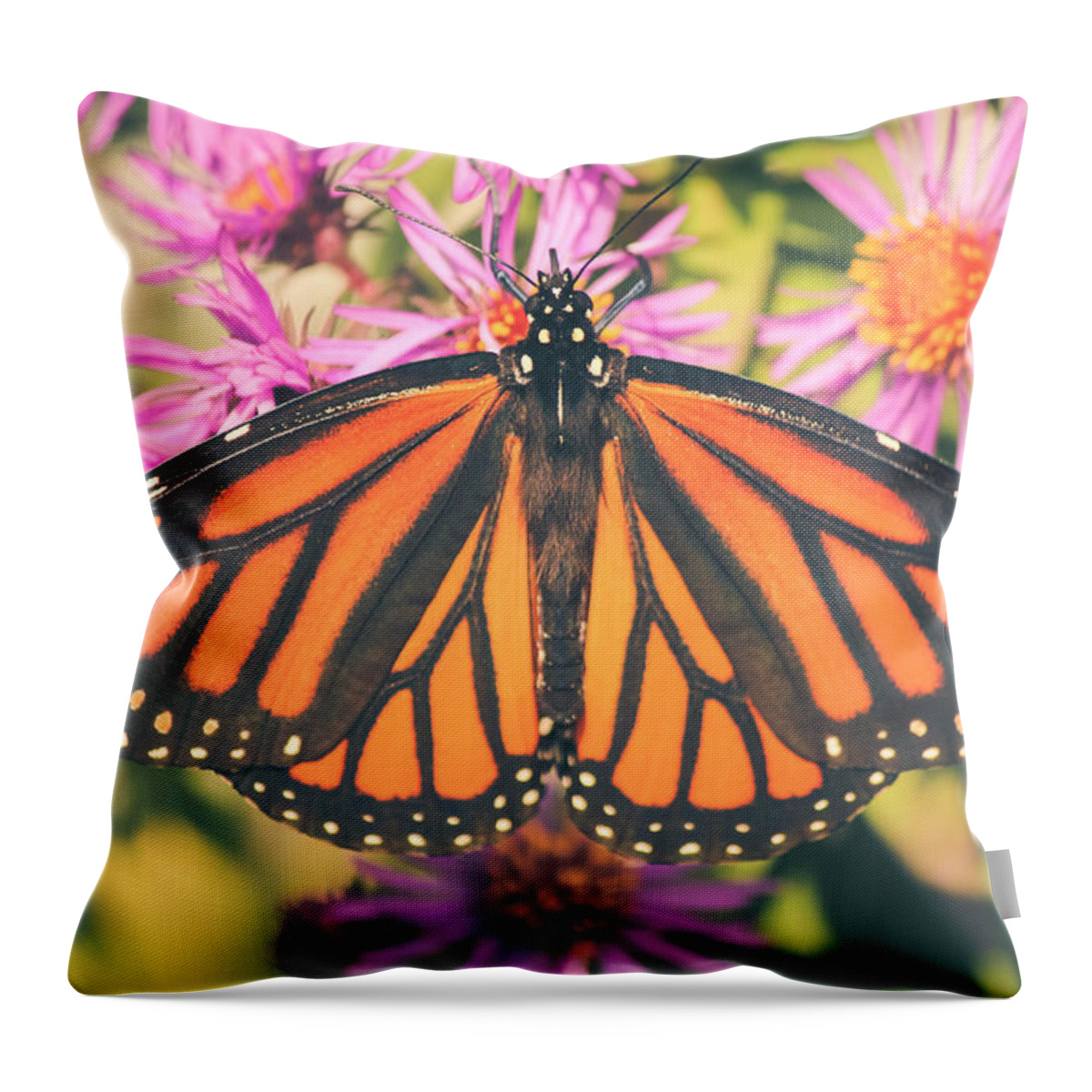 Monarch Throw Pillow featuring the photograph Grace and Beauty by Viviana Nadowski