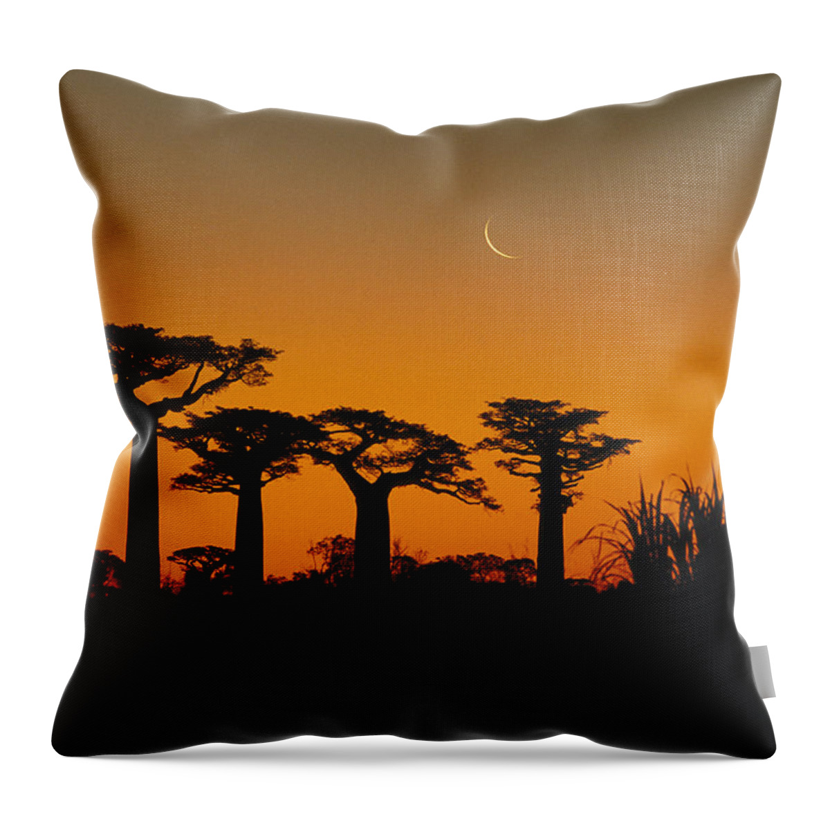 Feb0514 Throw Pillow featuring the photograph Grandidiers Baobab Trees And Moon by Konrad Wothe