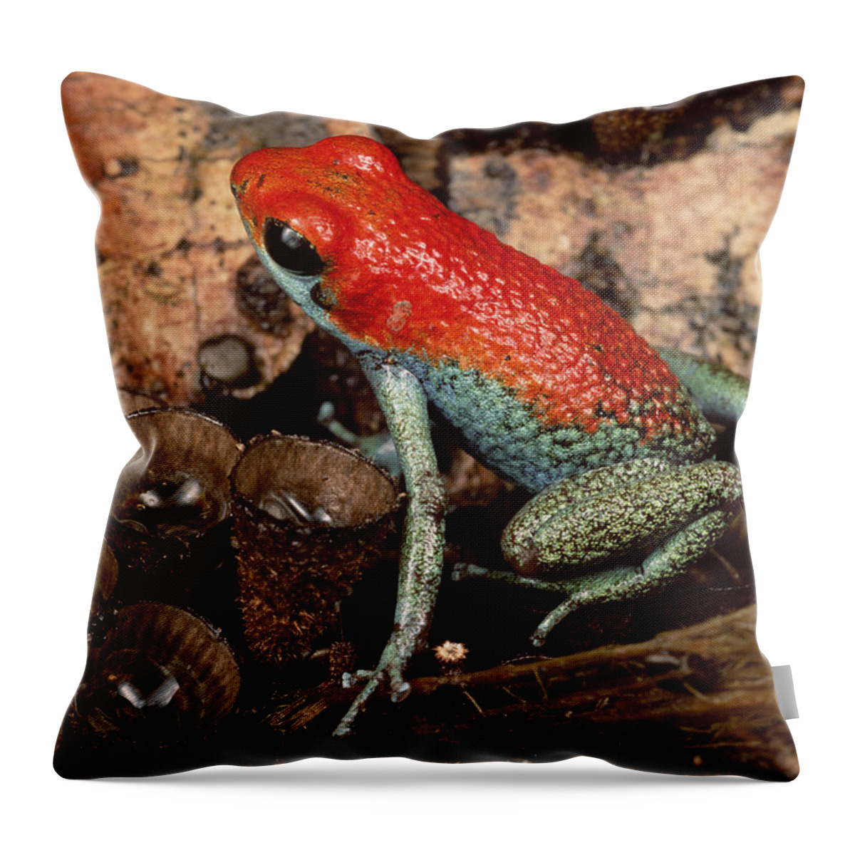 Feb0514 Throw Pillow featuring the photograph Granular Poison Dart Frog Costa Rica by Mark Moffett