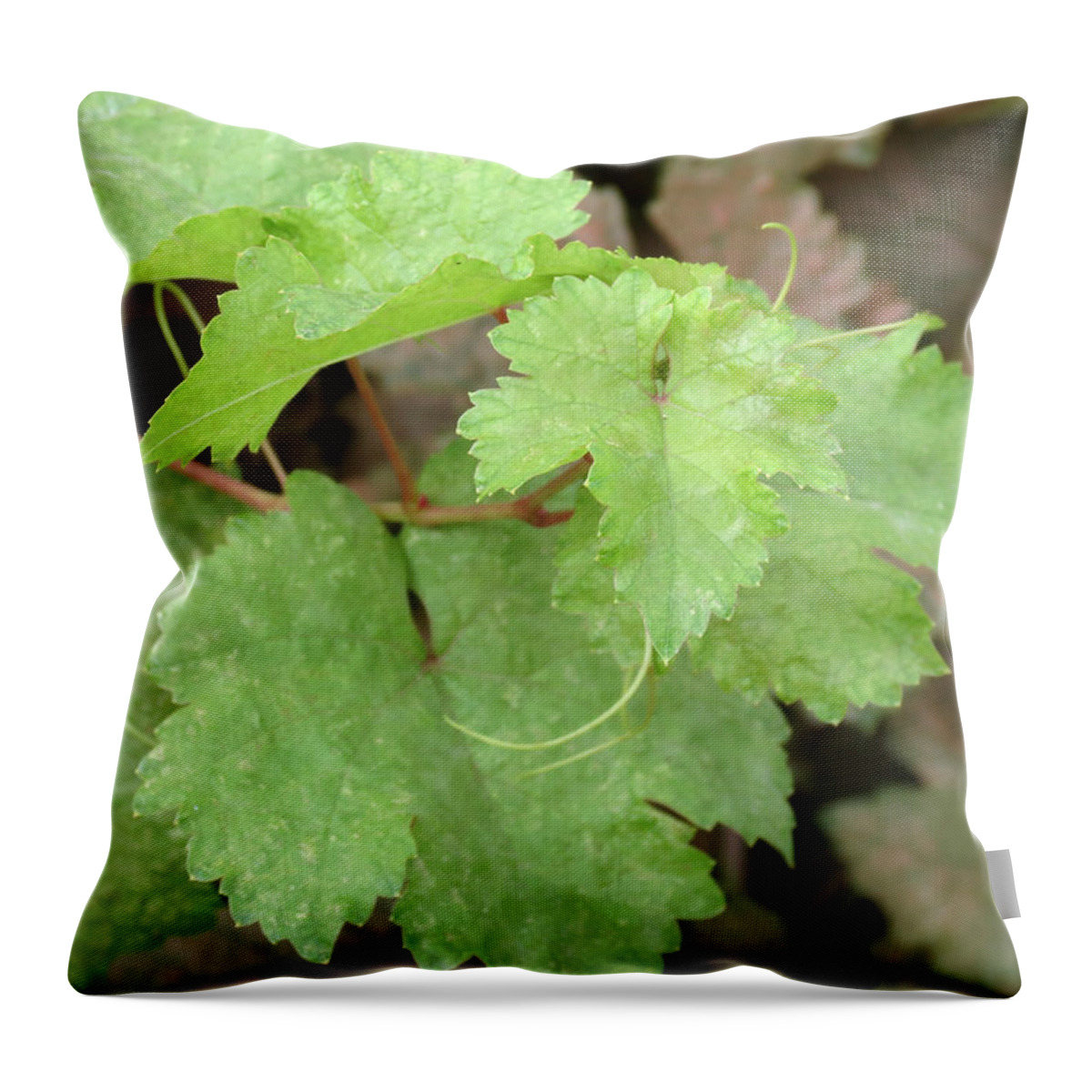 Grapevine Throw Pillow featuring the photograph Grapevine by Laurel Powell