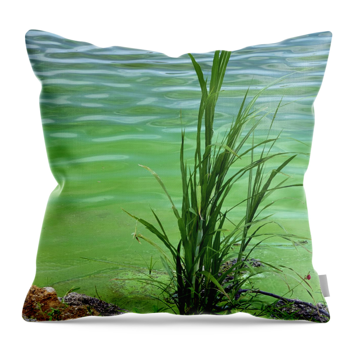 Algal Bloom Throw Pillow featuring the photograph Grass And Cyanobacteria, Fl by Mary Beth Angelo