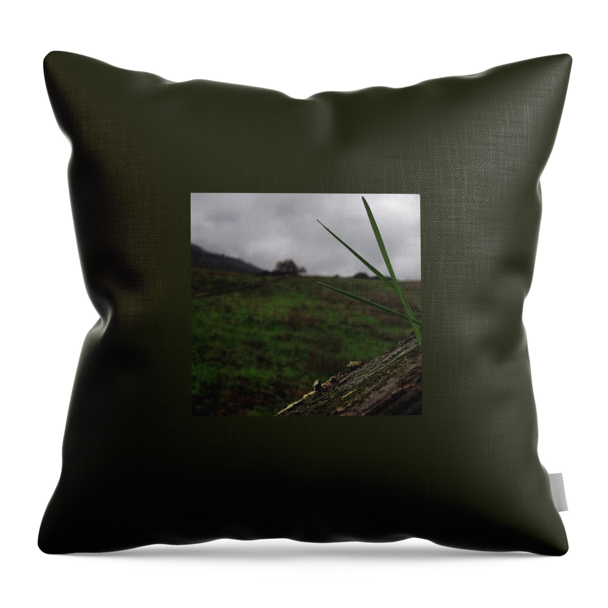 Gloomy Throw Pillow featuring the photograph Grass Growing Out Of A Fence Post by Alison Photography