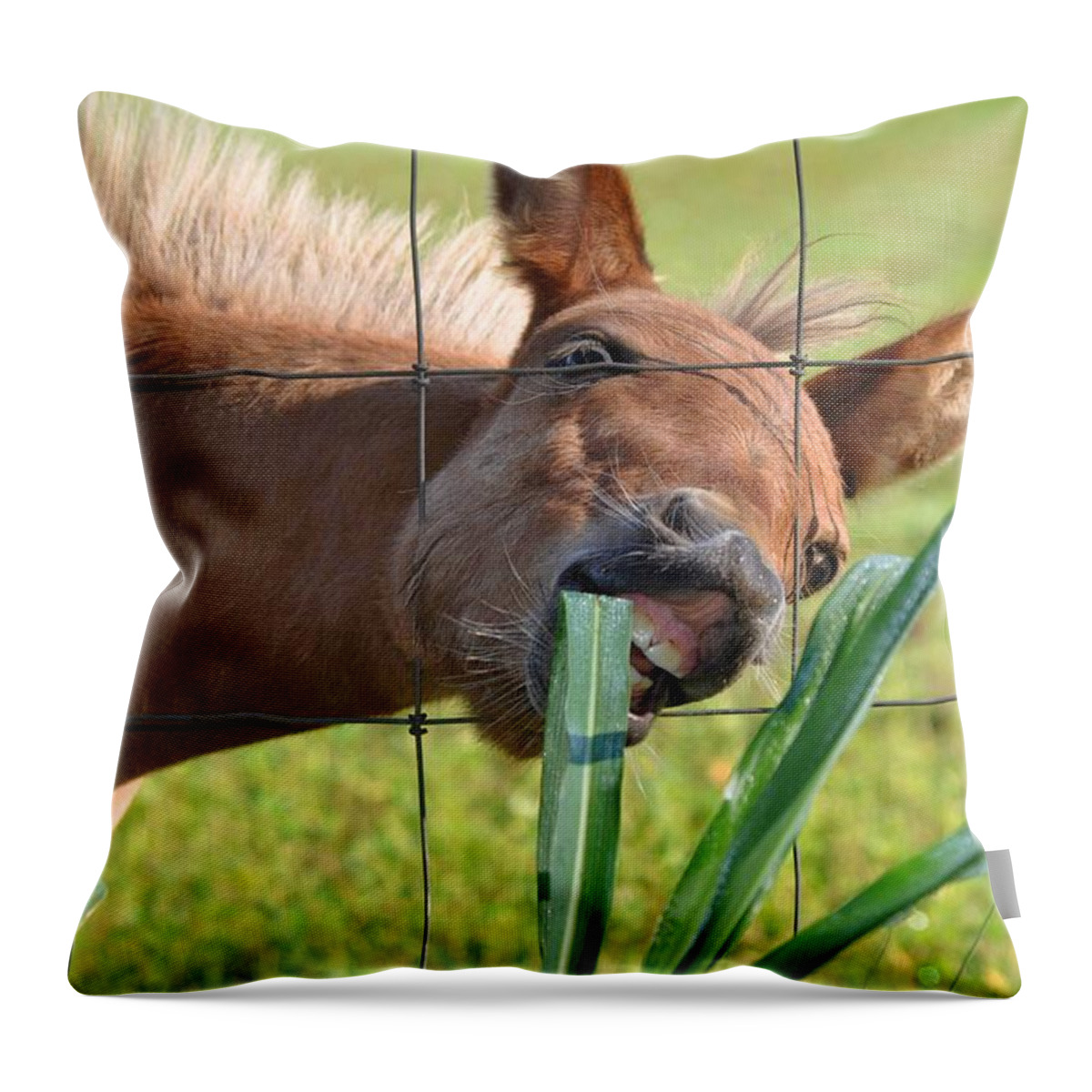 Pet Throw Pillow featuring the photograph Grass Is Greener by Charlotte Schafer