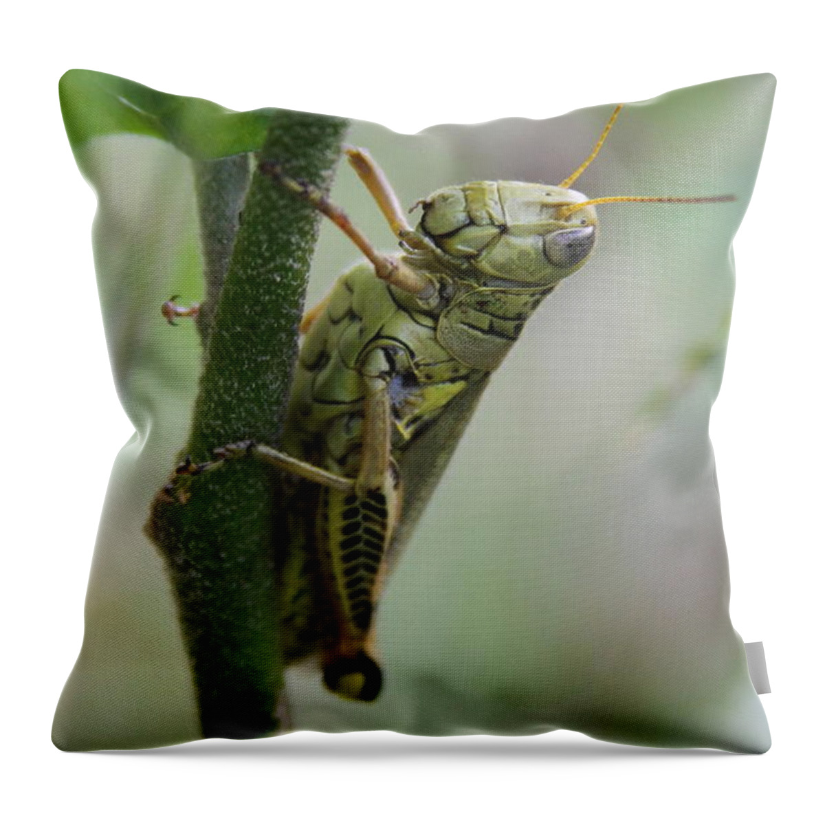 Grasshopper Throw Pillow featuring the photograph Grasshopper on Vine 2 by Cathy Lindsey