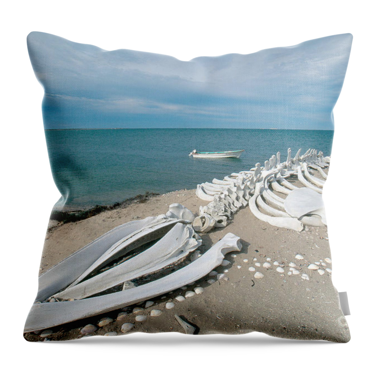 Gray Whale Throw Pillow featuring the photograph Gray Whale Skeleton by William H. Mullins