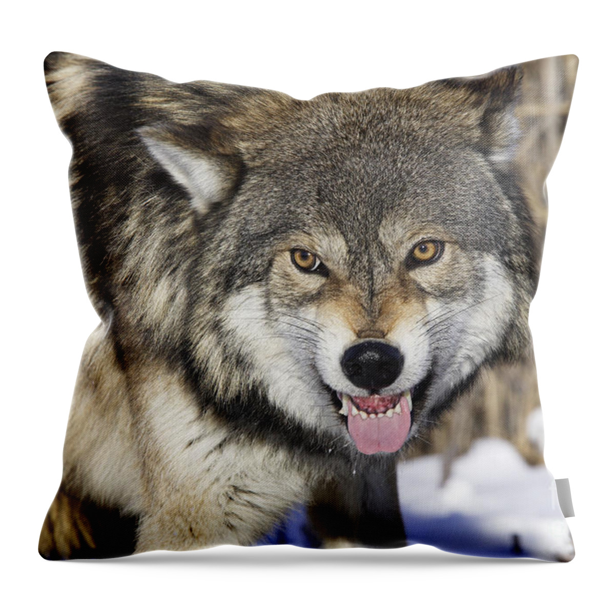 Wolf Throw Pillow featuring the photograph Gray Wolf, Canis Lupus by M. Watson