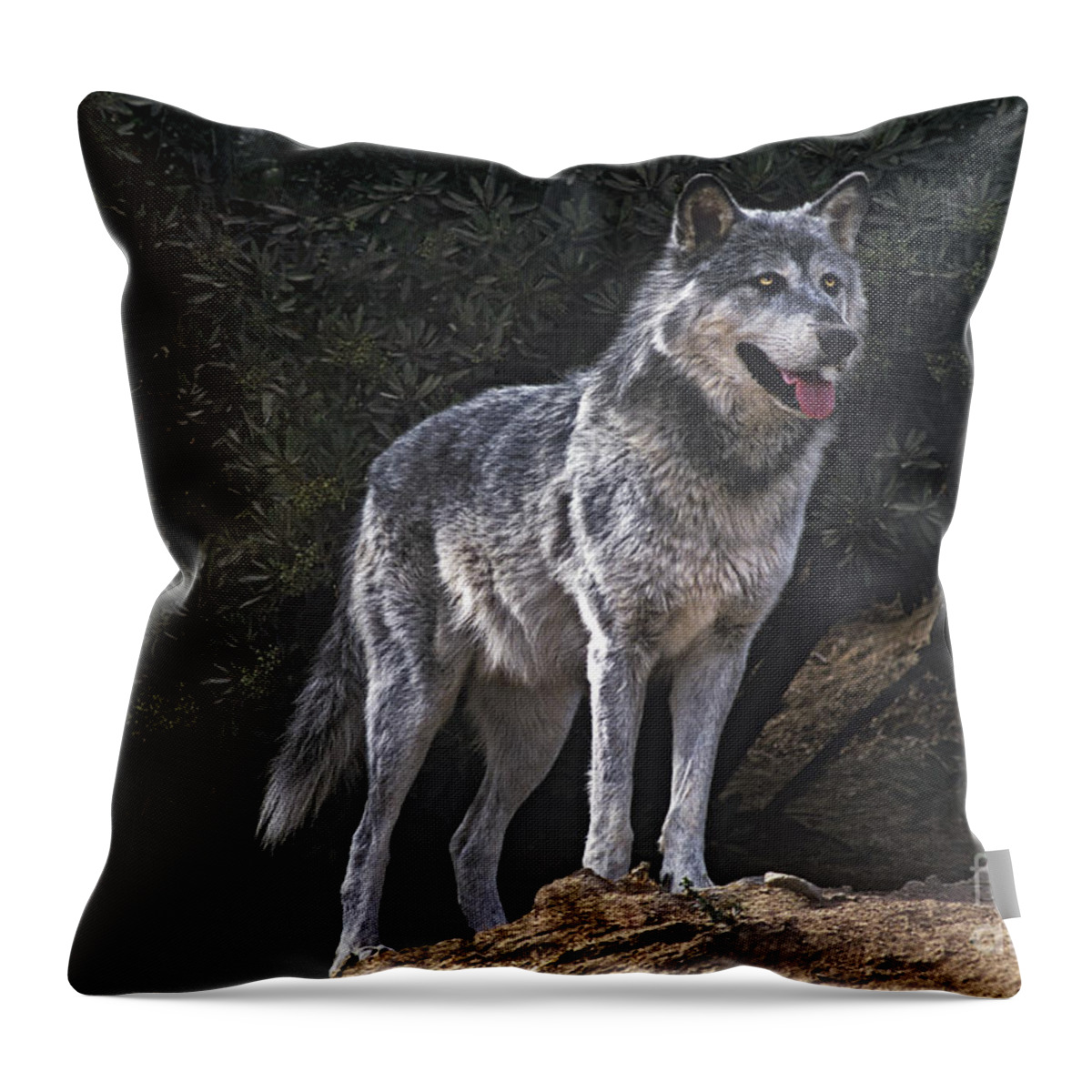 Gray Wolf Throw Pillow featuring the photograph Gray Wolf on Hillside Endangered Species Wildlife Rescue by Dave Welling
