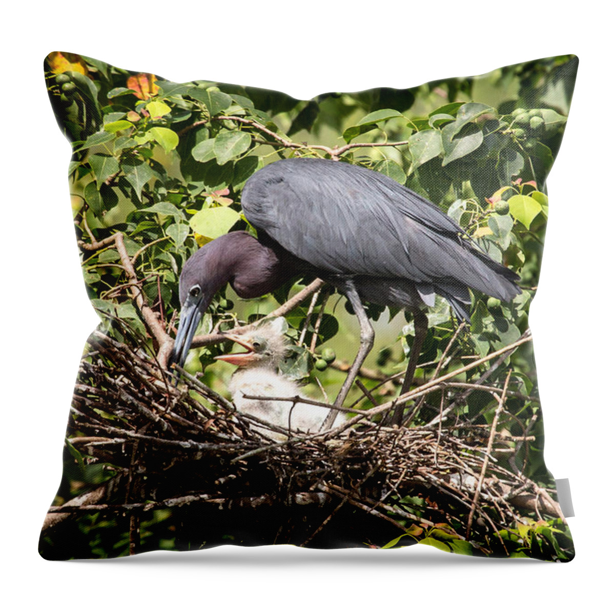 Heron Throw Pillow featuring the photograph Great Blue Heron Chicks in Nest by Gregory Daley MPSA