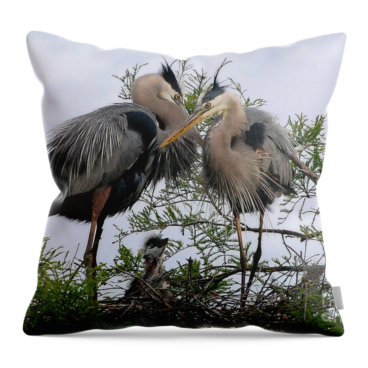 Birds Throw Pillow featuring the photograph Great Blue Heron Family by Kathy Baccari