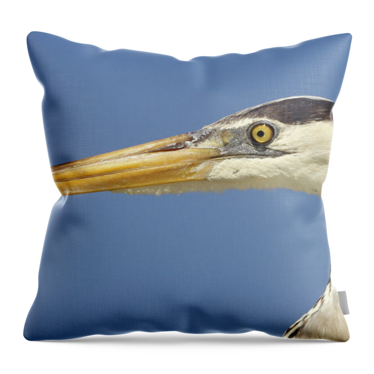 Feb0514 Throw Pillow featuring the photograph Great Blue Heron Portrait Galapagos by Tui De Roy