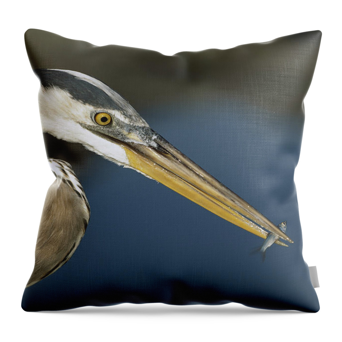 Feb0514 Throw Pillow featuring the photograph Great Blue Heron With Juvenlile Mullet by Tui De Roy