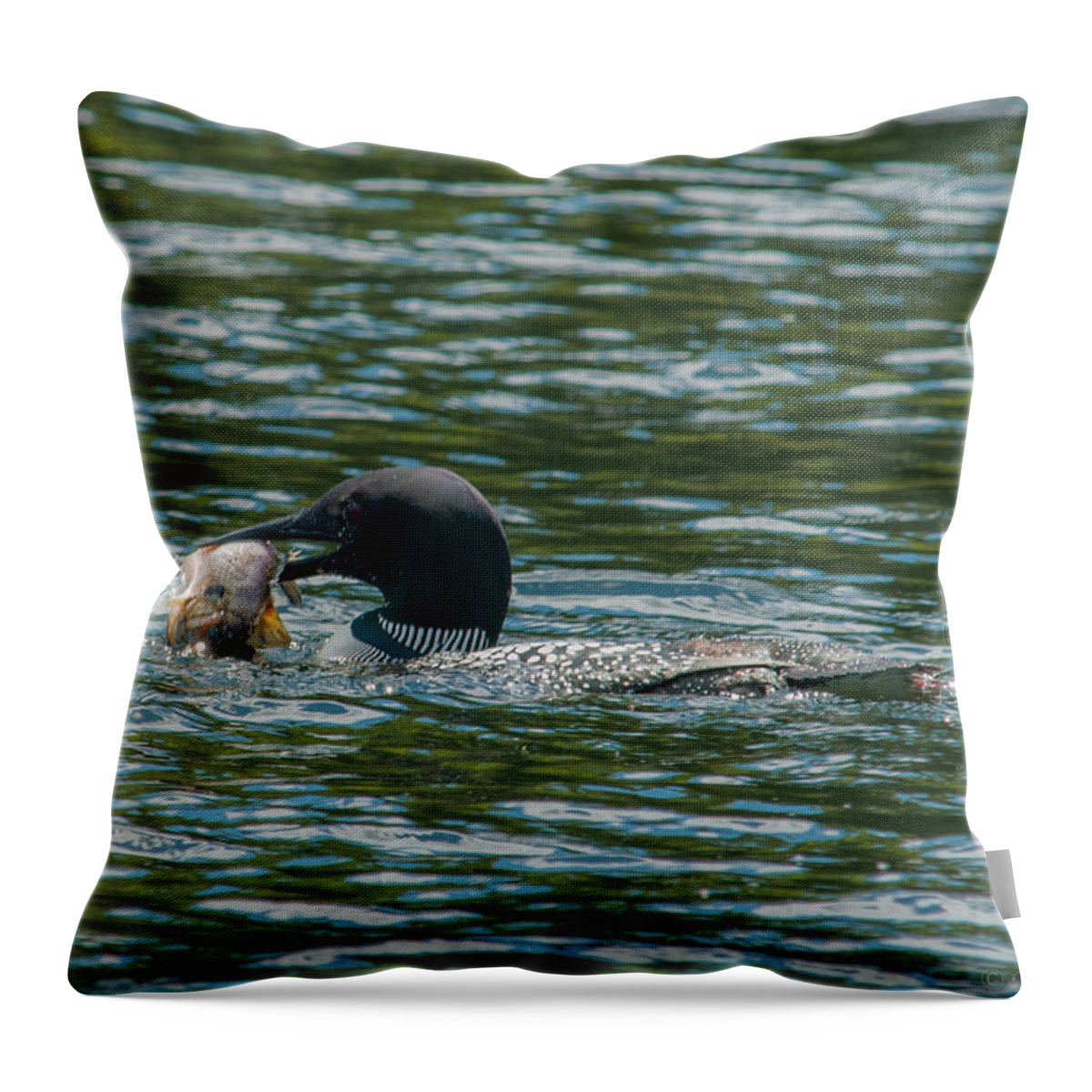 Birds Throw Pillow featuring the photograph Great Catch by Brenda Jacobs