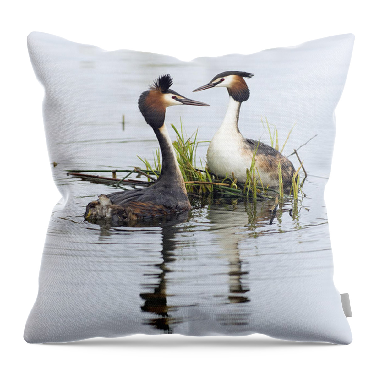 535641 Throw Pillow featuring the photograph Great Crested Grebe Pair Dislaying by Duncan Usher