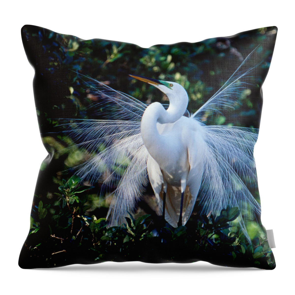 Great Egret Throw Pillow featuring the photograph Great Egret displaying plumes by Bradford Martin