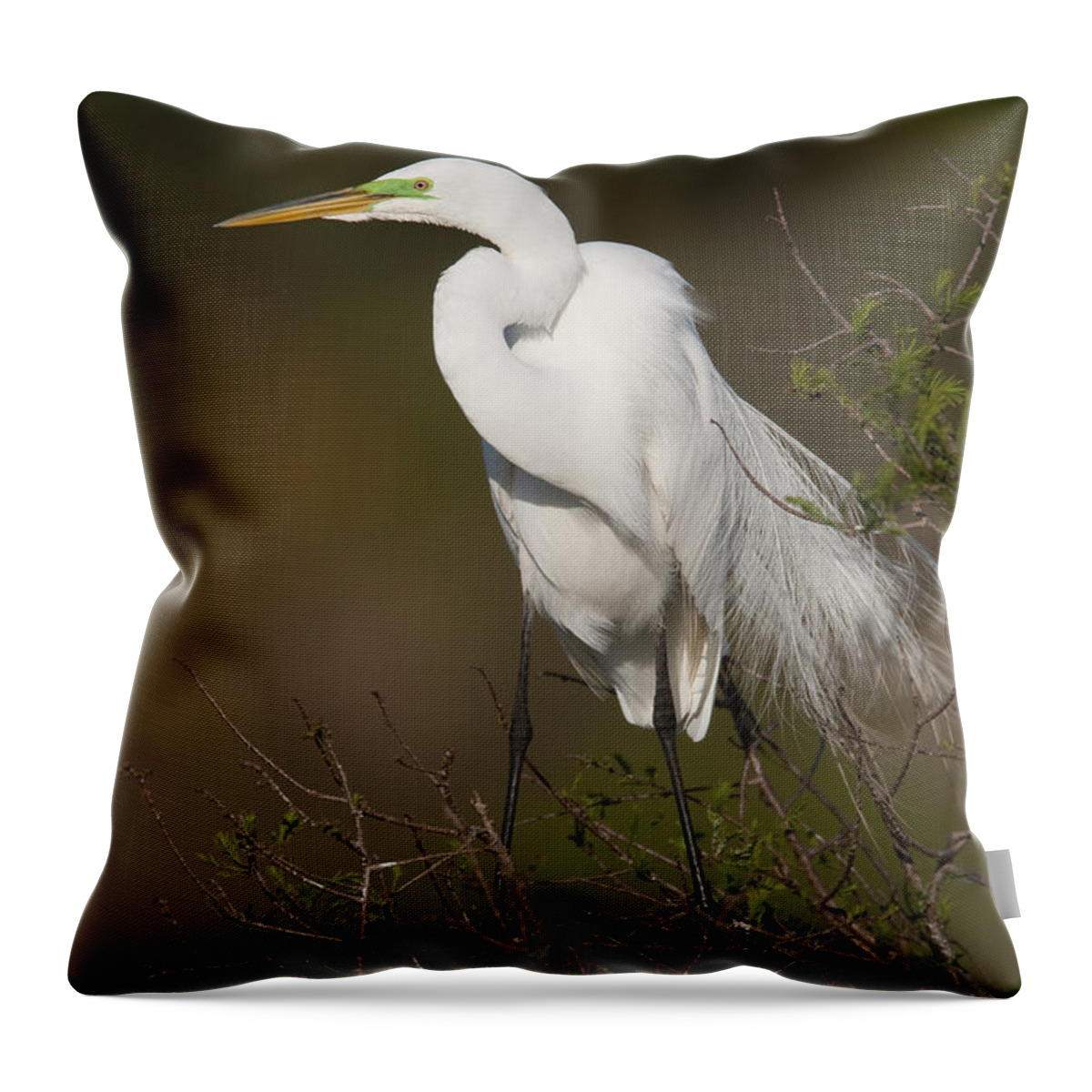Feb0514 Throw Pillow featuring the photograph Great Egret In Breeding Plumage Florida by Tom Vezo