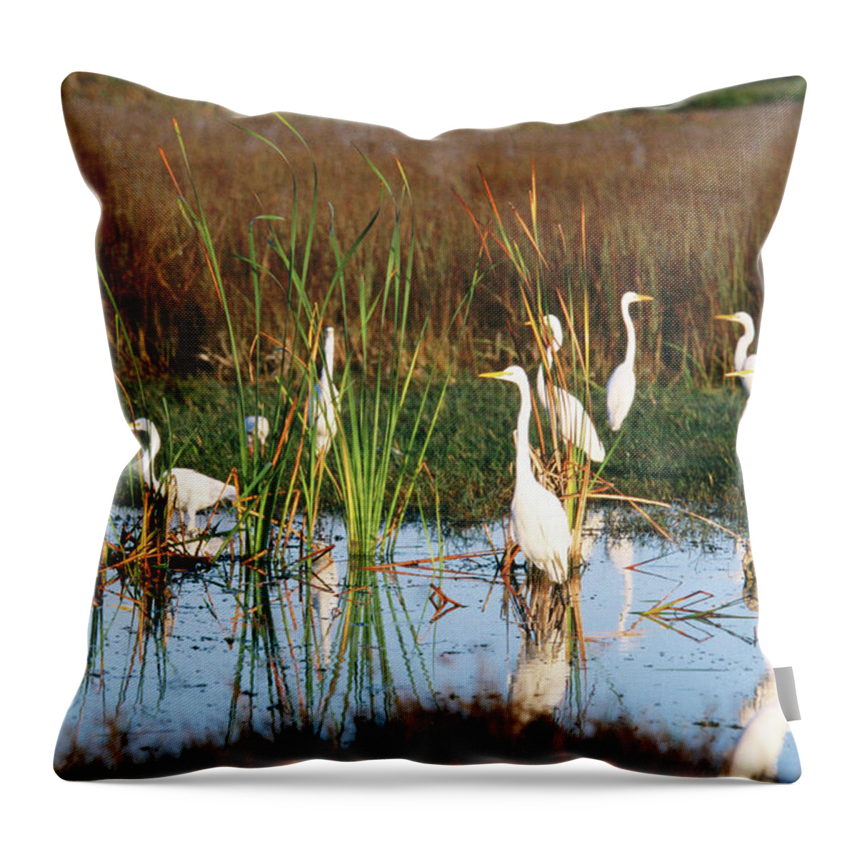 Outdoors Throw Pillow featuring the photograph Great Egrets Casmerodius Albus by Mark Newman
