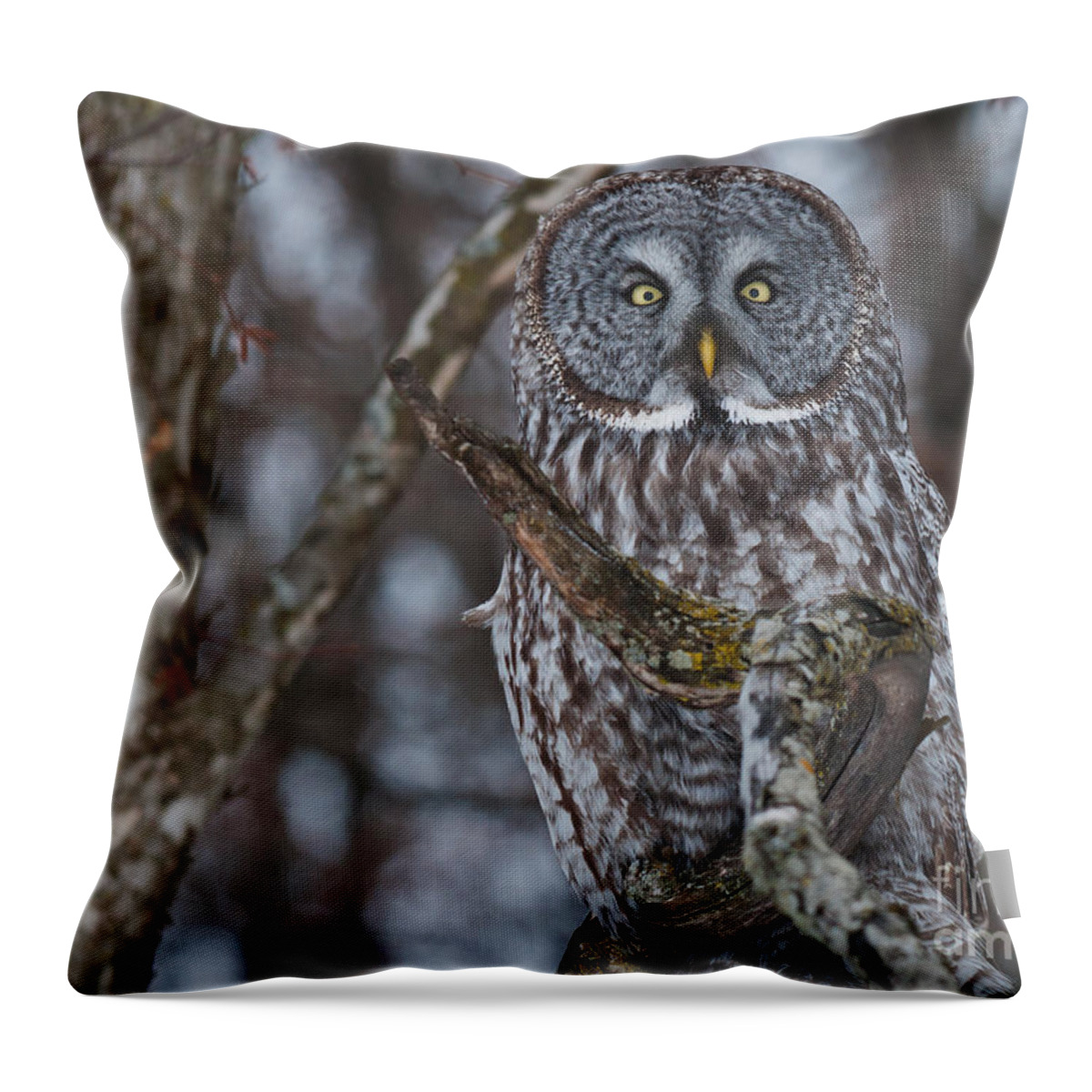  Throw Pillow featuring the photograph Great Gray Owl by Cheryl Baxter