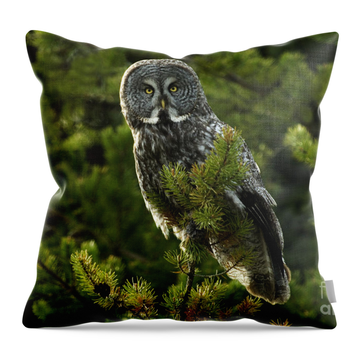 Owl Throw Pillow featuring the photograph Great Grey Owl On The Hunt by Bob Christopher