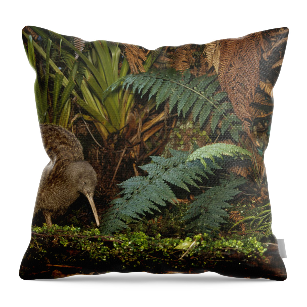 Feb0514 Throw Pillow featuring the photograph Great Spotted Kiwi Male In Rainforest by Tui De Roy