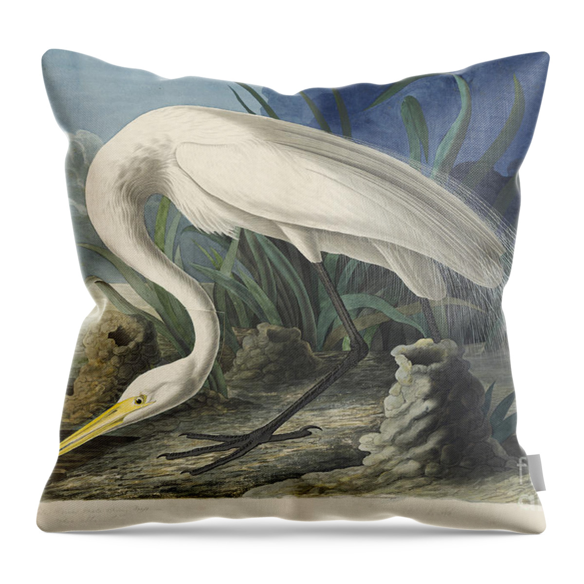 Audubon Throw Pillow featuring the drawing Great White Egret by Celestial Images