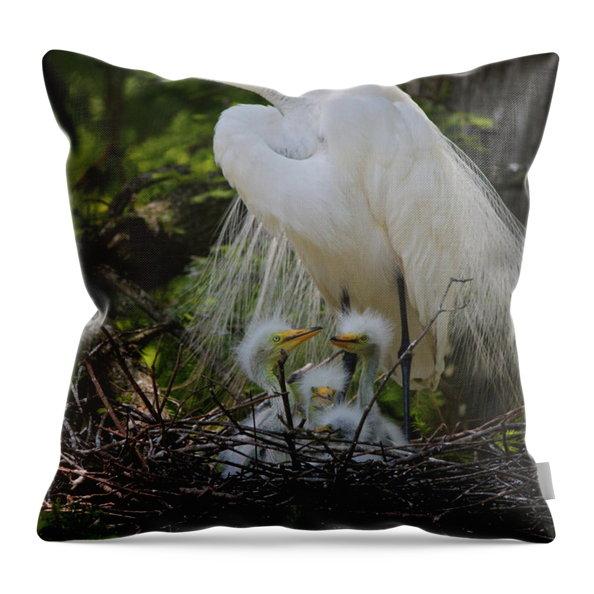Photograph Throw Pillow featuring the photograph Great White Egret Mom and Chicks by Suzanne Gaff