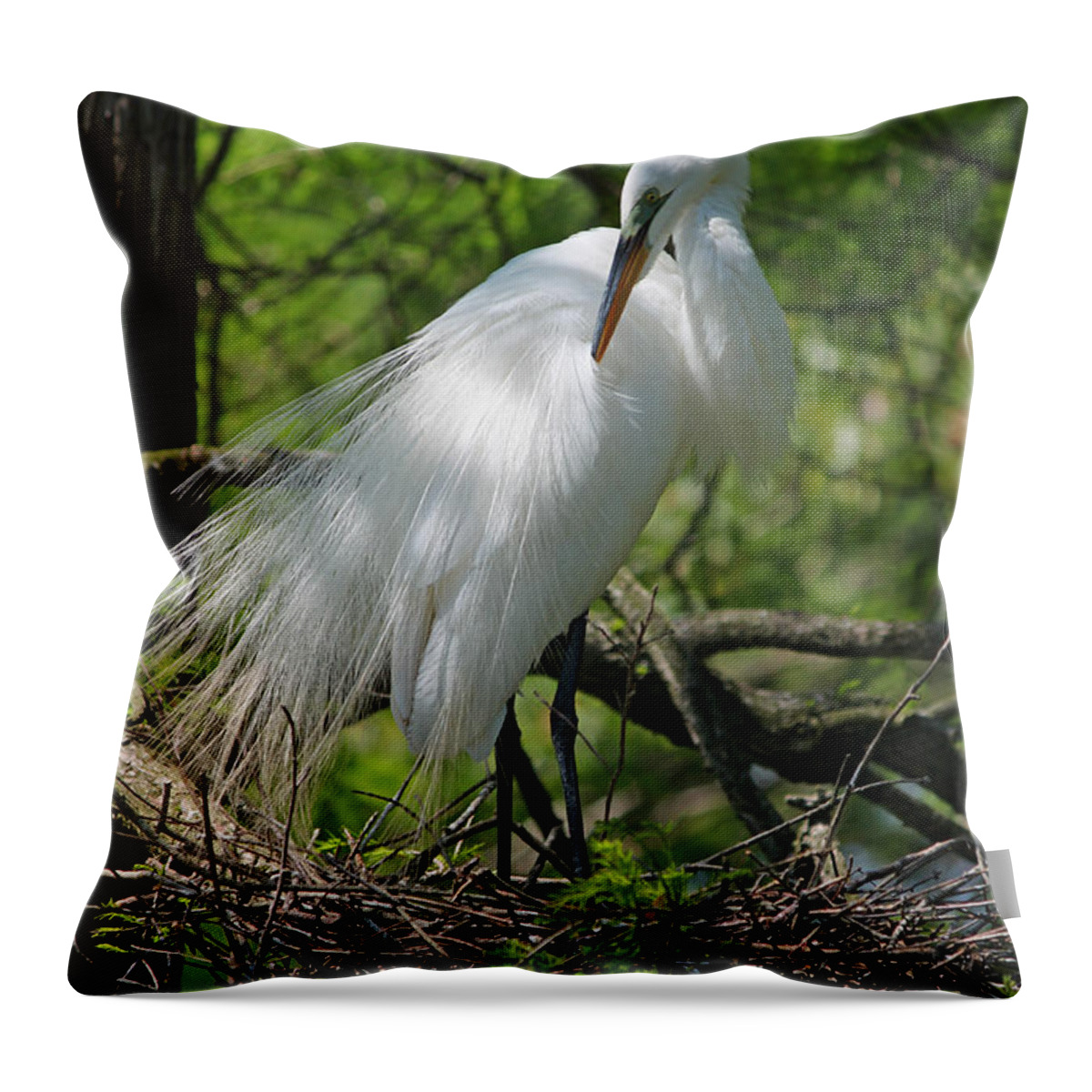 Photograph Throw Pillow featuring the photograph Great White Egret Primping by Suzanne Gaff